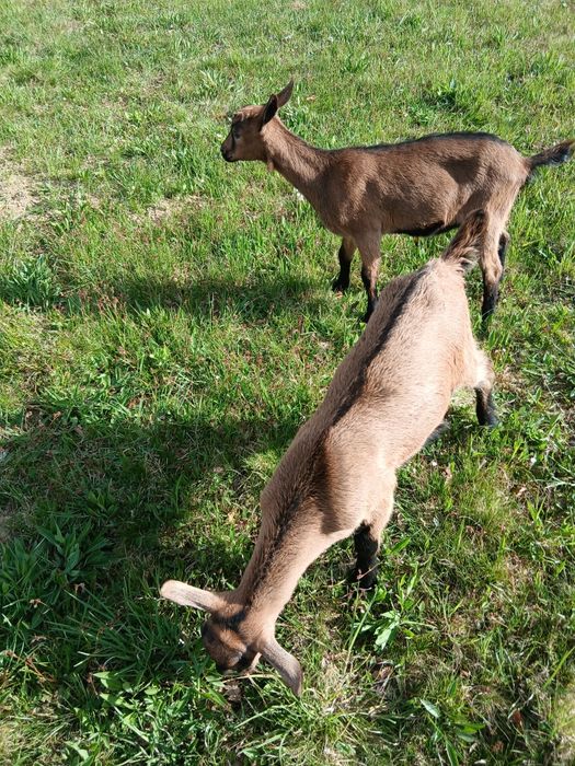 Vind doua iede alpine franceza de doua luni  jumate se afla in ciucea jud cluj pret 600 bucata