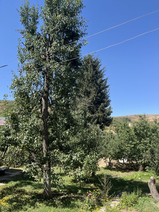 Дом Дача с бассейном в +Чимгане с участком 10,2 соток