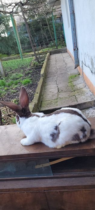 Зайци немска пеперуда