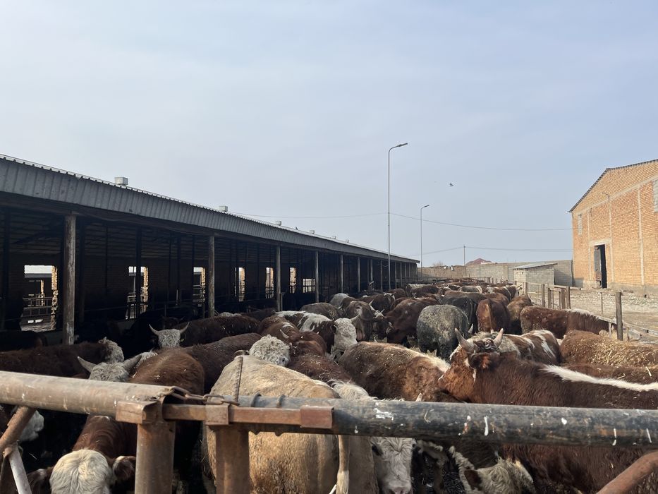 Бұқа бычки бұқалар