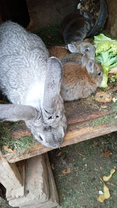 Продаются крольчата по  35000 тысячь сумов