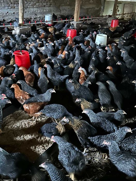 Кокошки Супер Харко