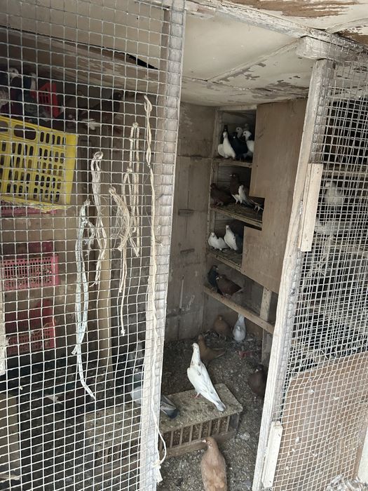 Продам две голубятни