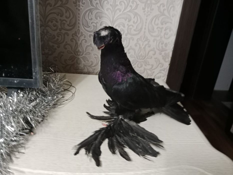 Продам   голубя