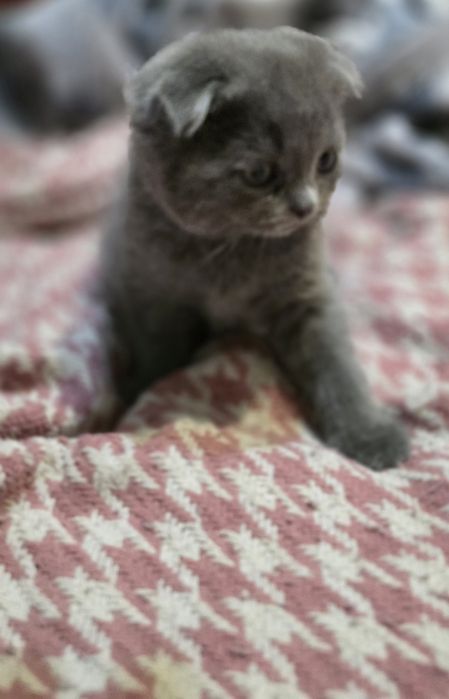 Милыйи котёнки пушистый