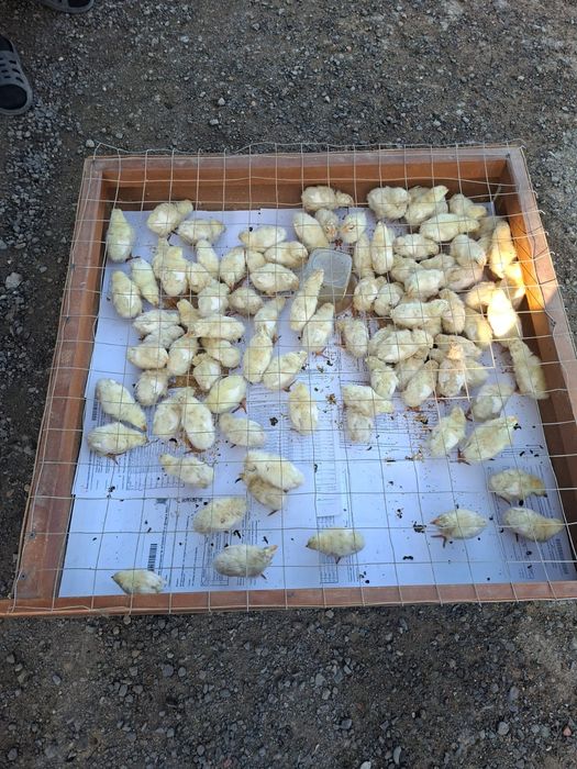 Продам цыплят петушков