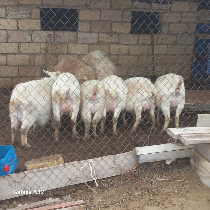 Козы беременый и козел