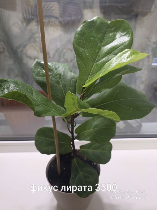 Продам фикусы, кактусы
