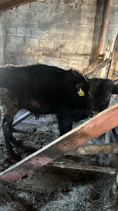 Бычок продам бык