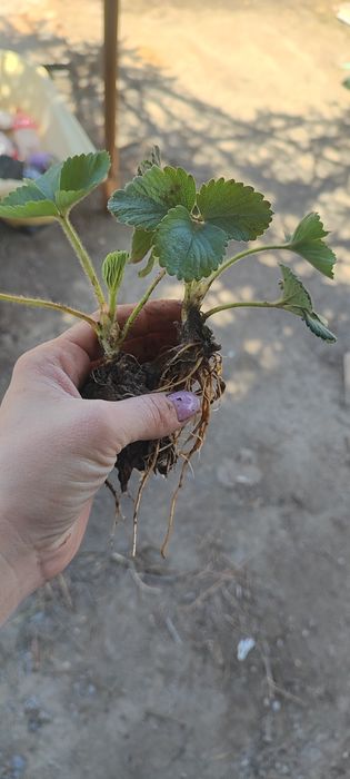 Продам саженцы клубники черный принц