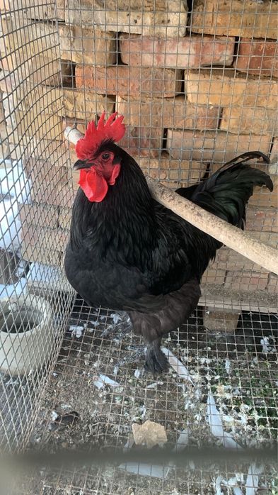 продам молодых петухов