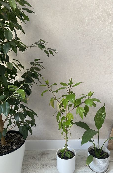 Роза цветок, Раушан гүлі