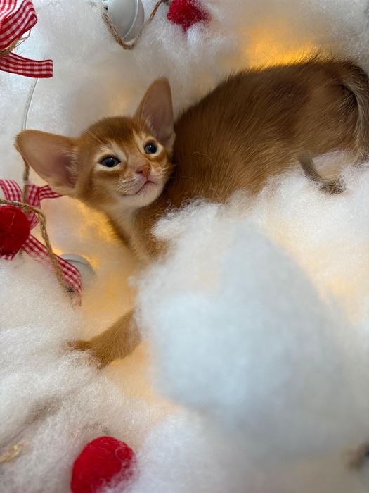 Абиссинские котята