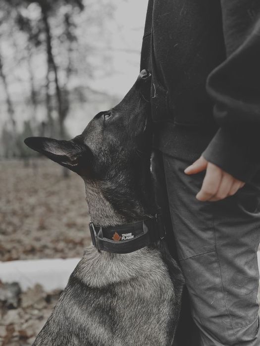 Кинолог-Дресировшик