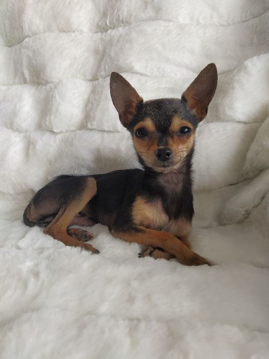 Вязка мини той терьера