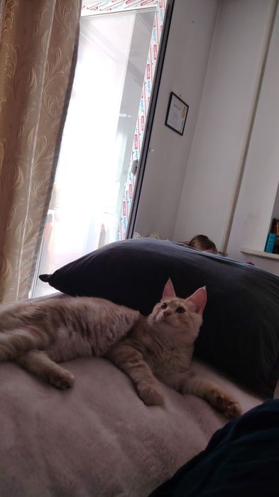 Котенок мейнкун 5месяцев