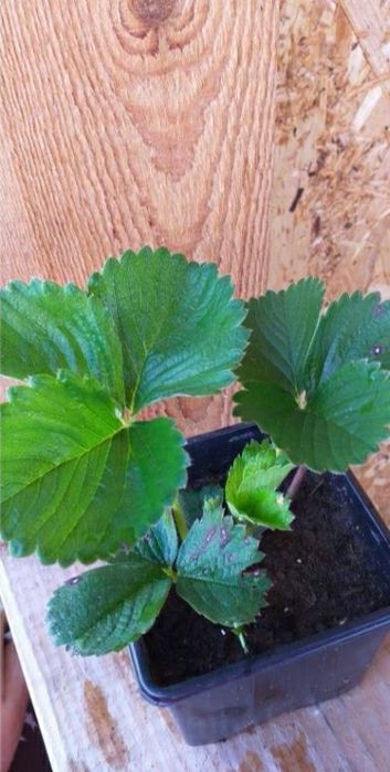 Рассада мяты, ирис, лилией