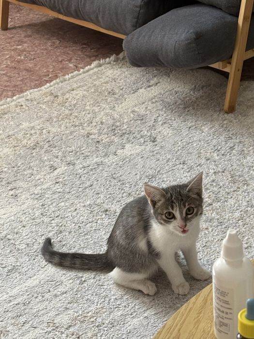 Отдам котёнка в хорошие руки!