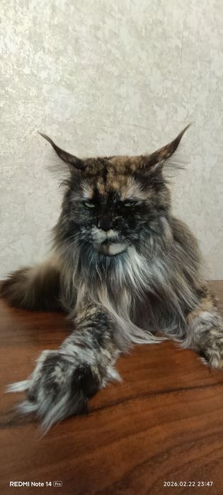 Срочно продается кошка Мейн - Кун