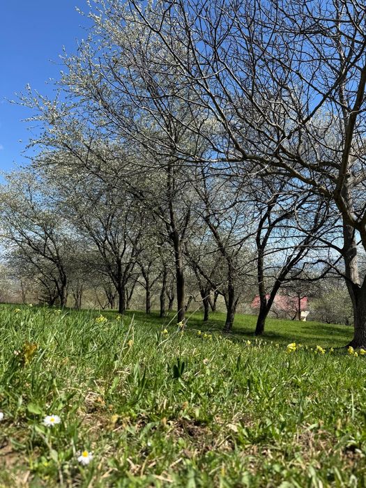 Teren Bran Predelut la poale de munte intravilan