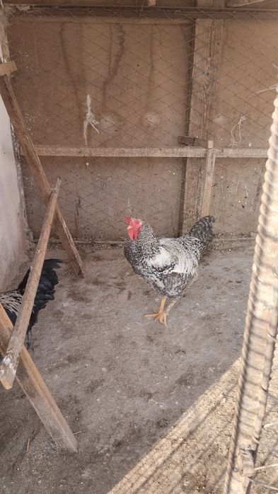 Әтештер сатылады