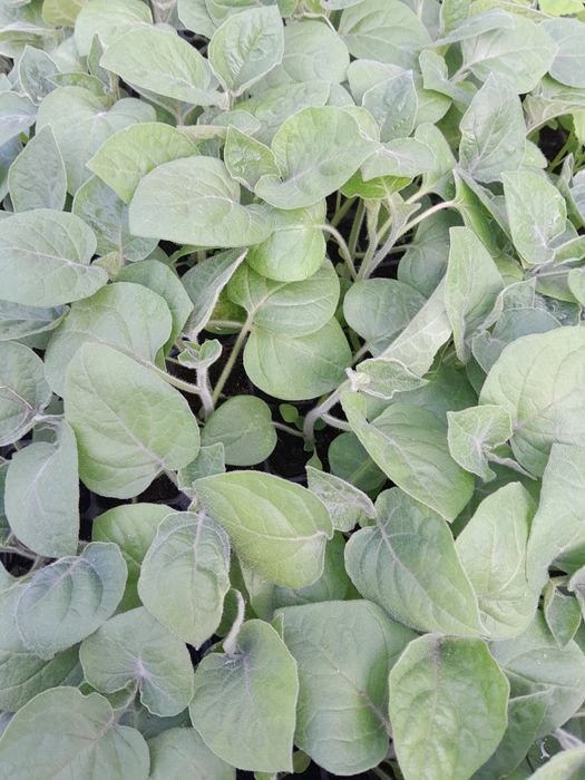physalis peruviana rasad