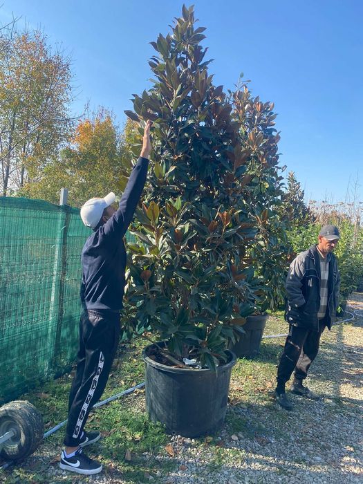 Magnolia Grandiflora