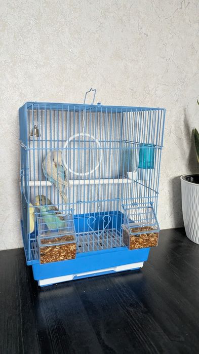 Волныйстый попугай 2 шт