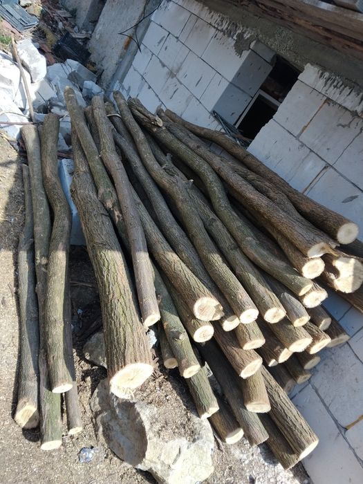 Vând pari de salcâm