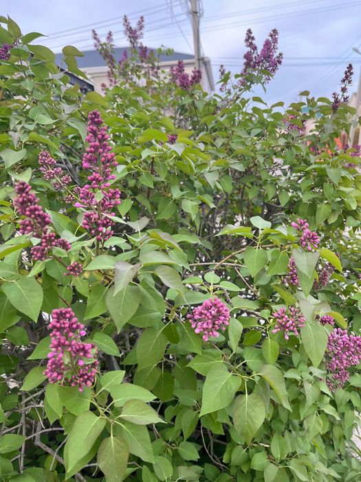 Продам сирень по 500 тнг