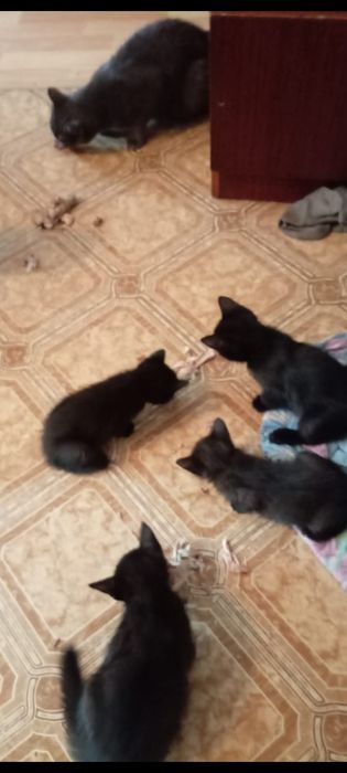 Отдам котят в добрые руки