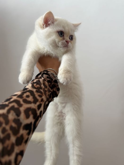Породисти Котенца с родословие