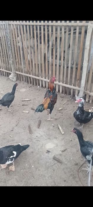 Дакан кораз сатылады