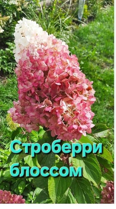 Гортензии  метельчатые