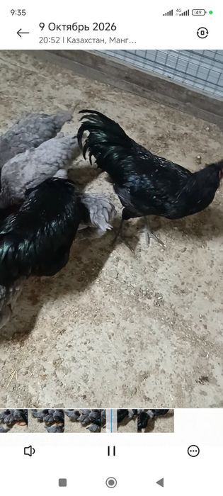 Тауық кури птиц Австролоп
