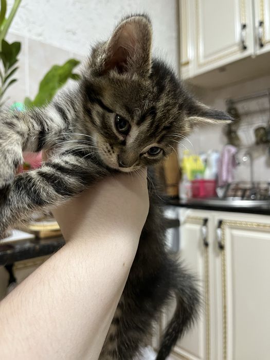 Отдам котят  в хорошие  руки