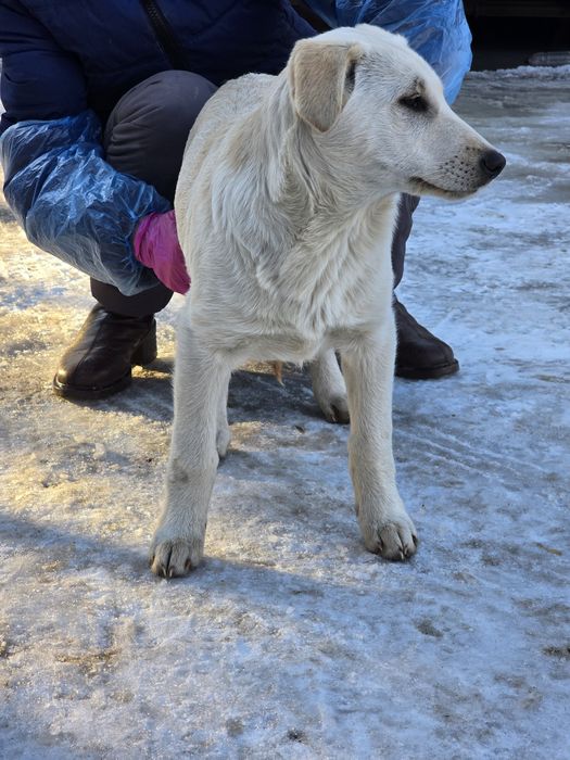 Ищет дом девочка