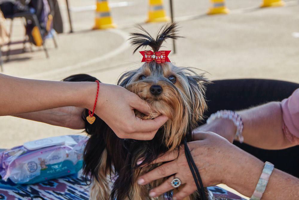 Клубные щенки Йорка!