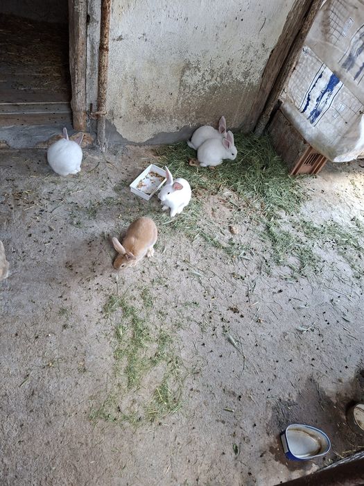 Vand 4 pui de iepuri albi