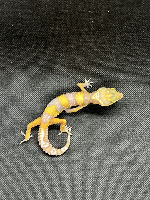 Бебета леопардови гекони и др.