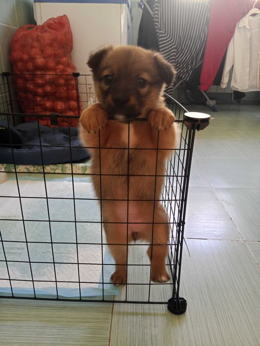 Собачка девочка 2 месяца