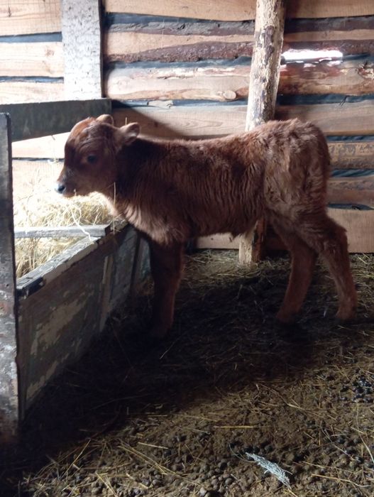 Продам телят бычок сементал