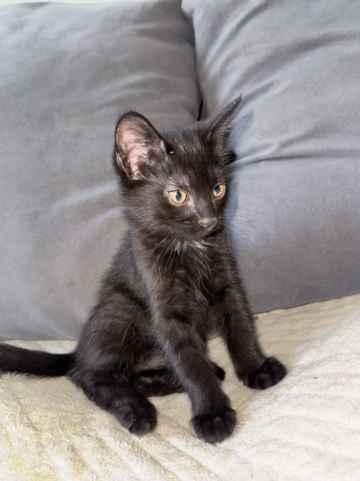 Котята котенок кошка