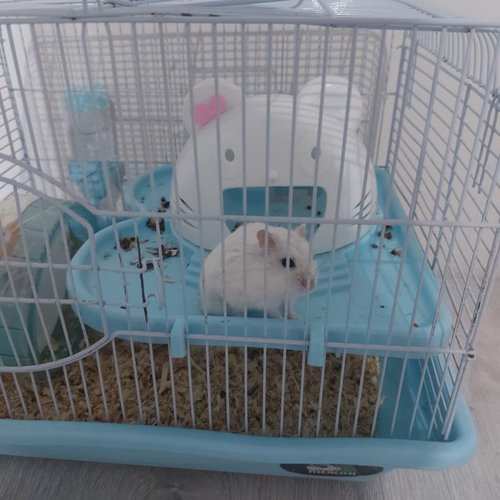 Джунгарский хомяк