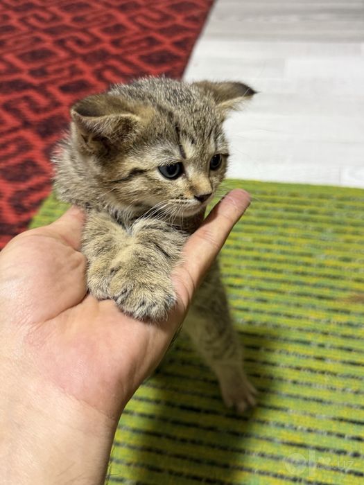 Британский Шиншила