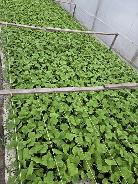 Расъд краставица тримакс