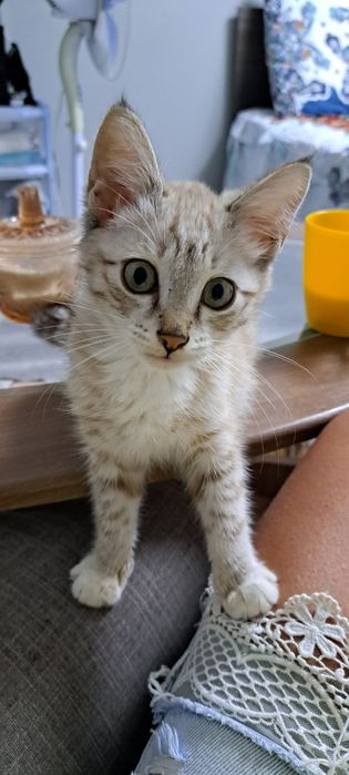 Котенок на пристройство