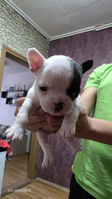 Френски булдог french bulldog