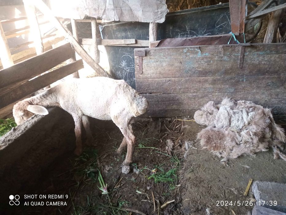 Qoy moshinka Баран