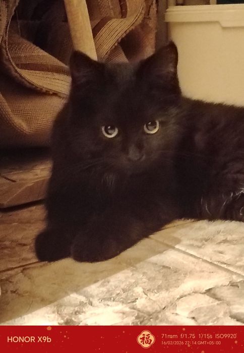 Чёрная кошечка ищет дом